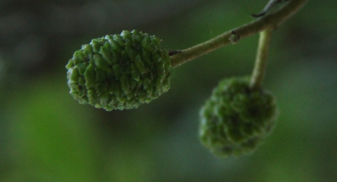 Green Is Hope