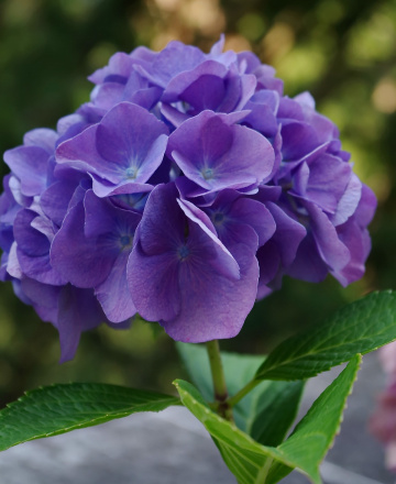 Purple  hydrangea