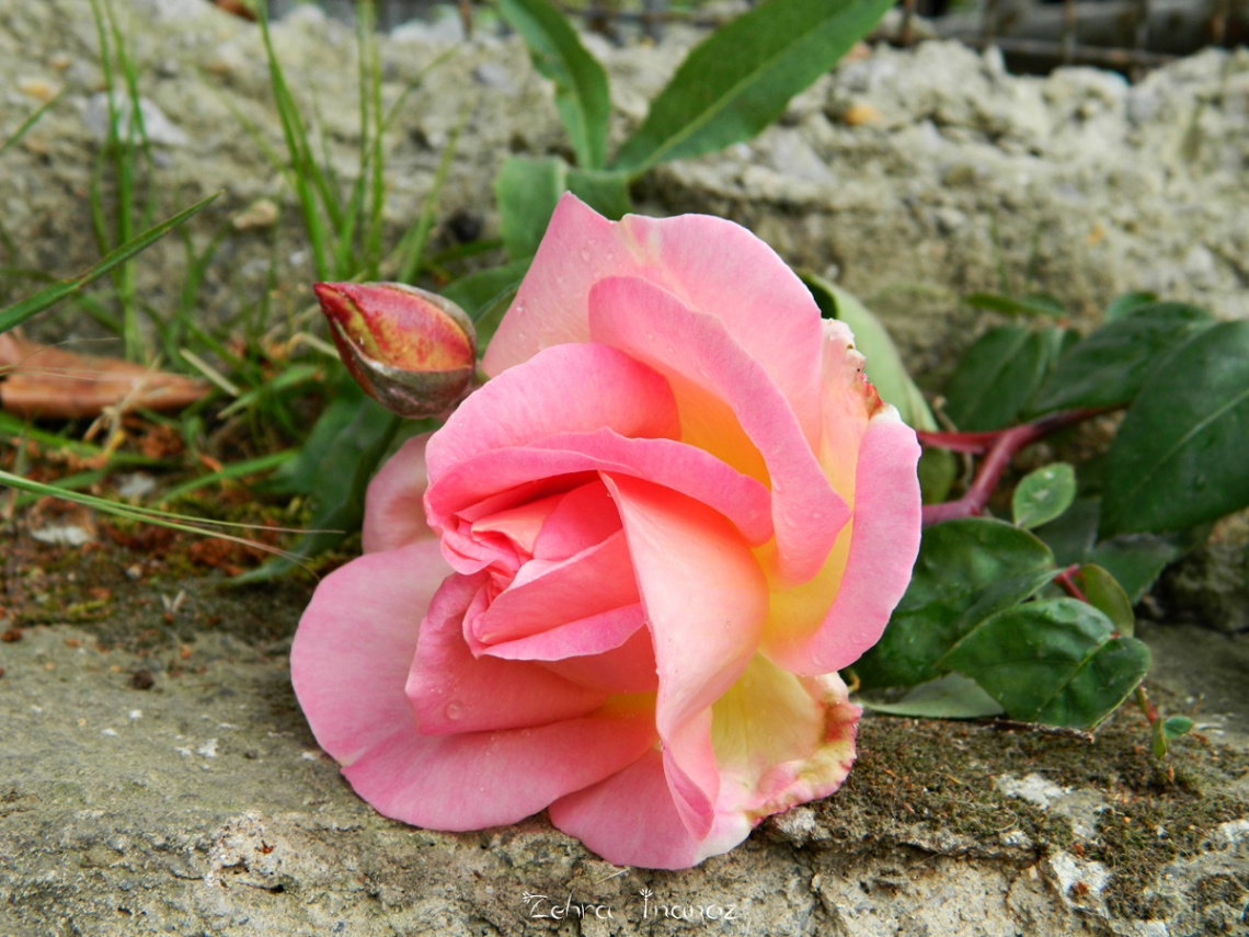 Gül Çiçeği