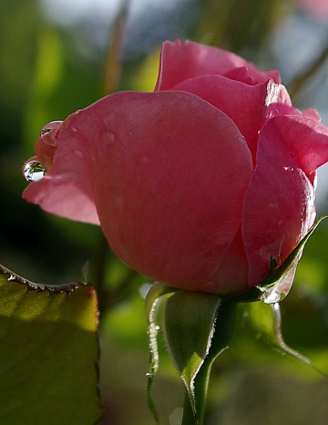 drop on a rose