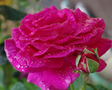 Wet,wet,wet