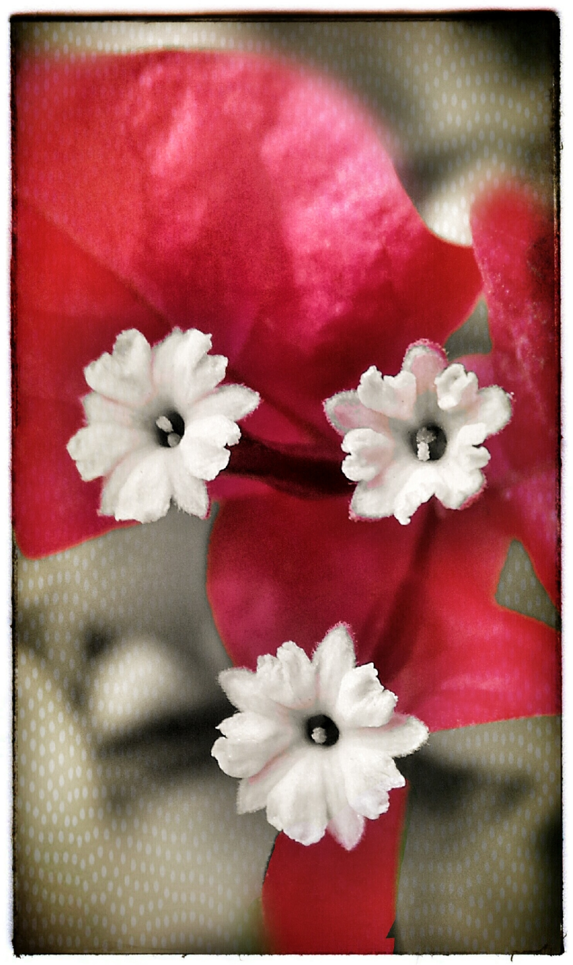 Crimson Bougainvillea 
