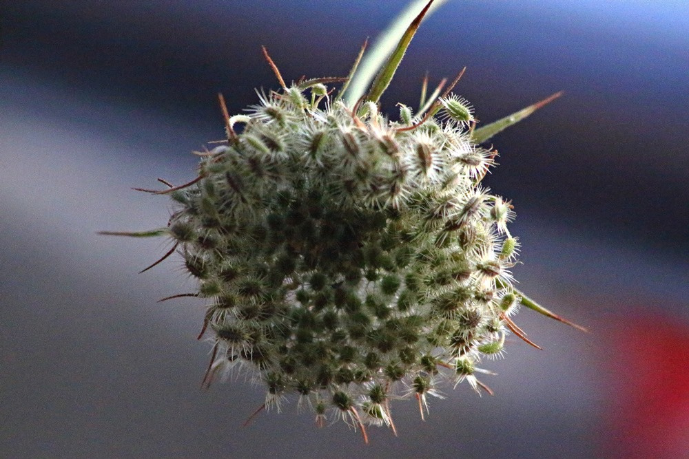 Makro Çiçeklerden IV