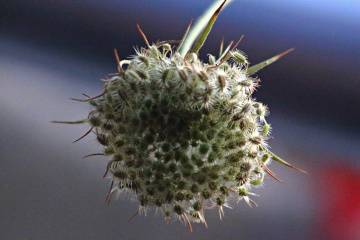 Makro Çiçeklerden IV