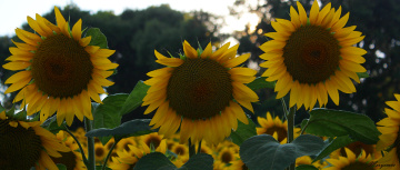 Sunflowers