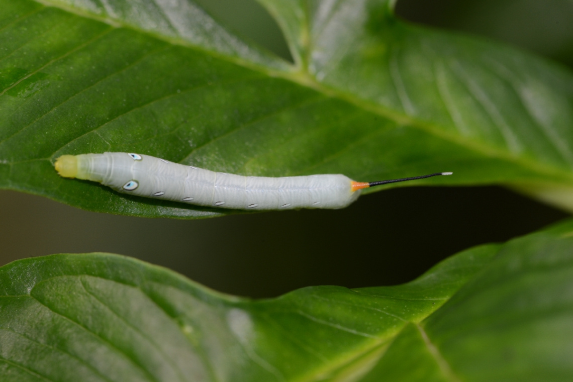 caterpillar