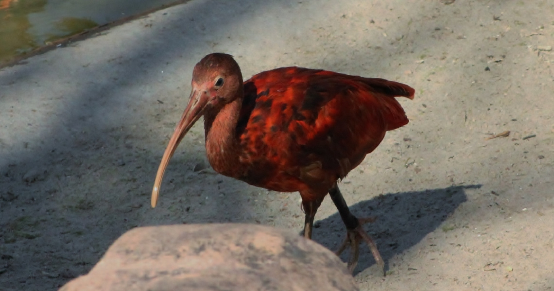 Funny Bird