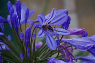 in blue