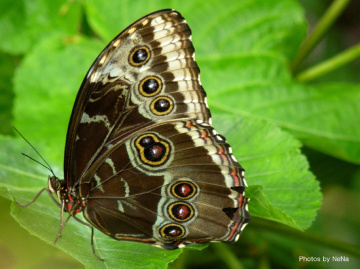 Blue Morpho