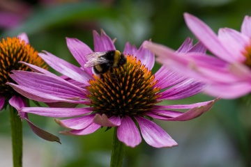 Bumblebees Honeypool