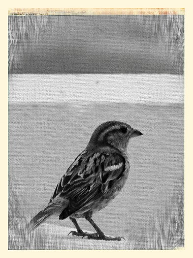 A lonesome sparrow 