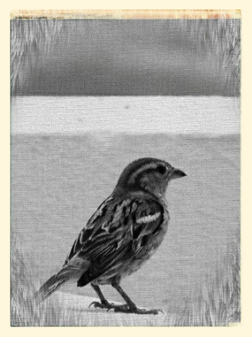 A lonesome sparrow 