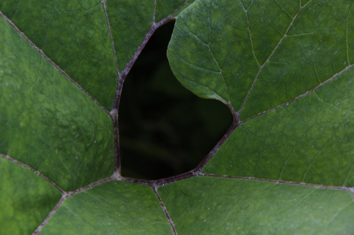 Looking Through A Leaf