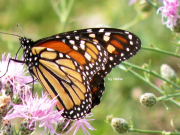 Danaus  plexippus