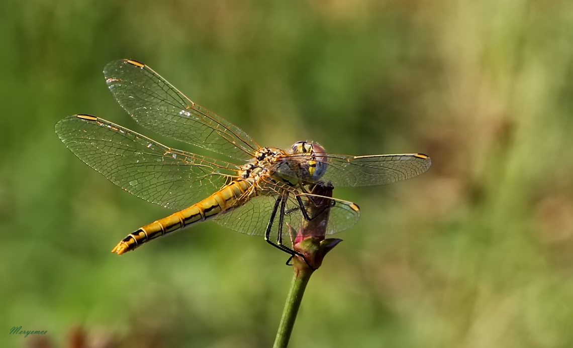 Dragonfly