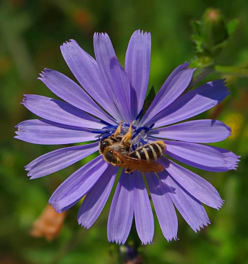 busy bee