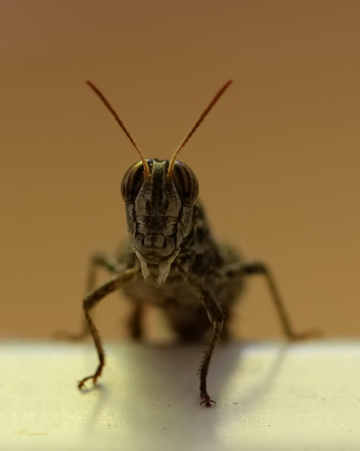 Grasshopper
