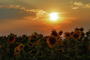 Sunflowers