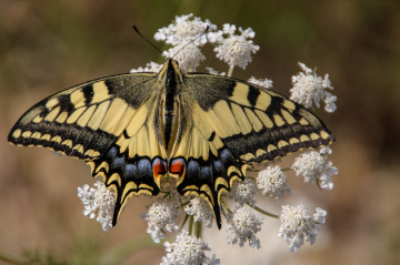 Papilio machaon