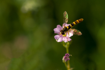 Glitter Hoverfly ;-)