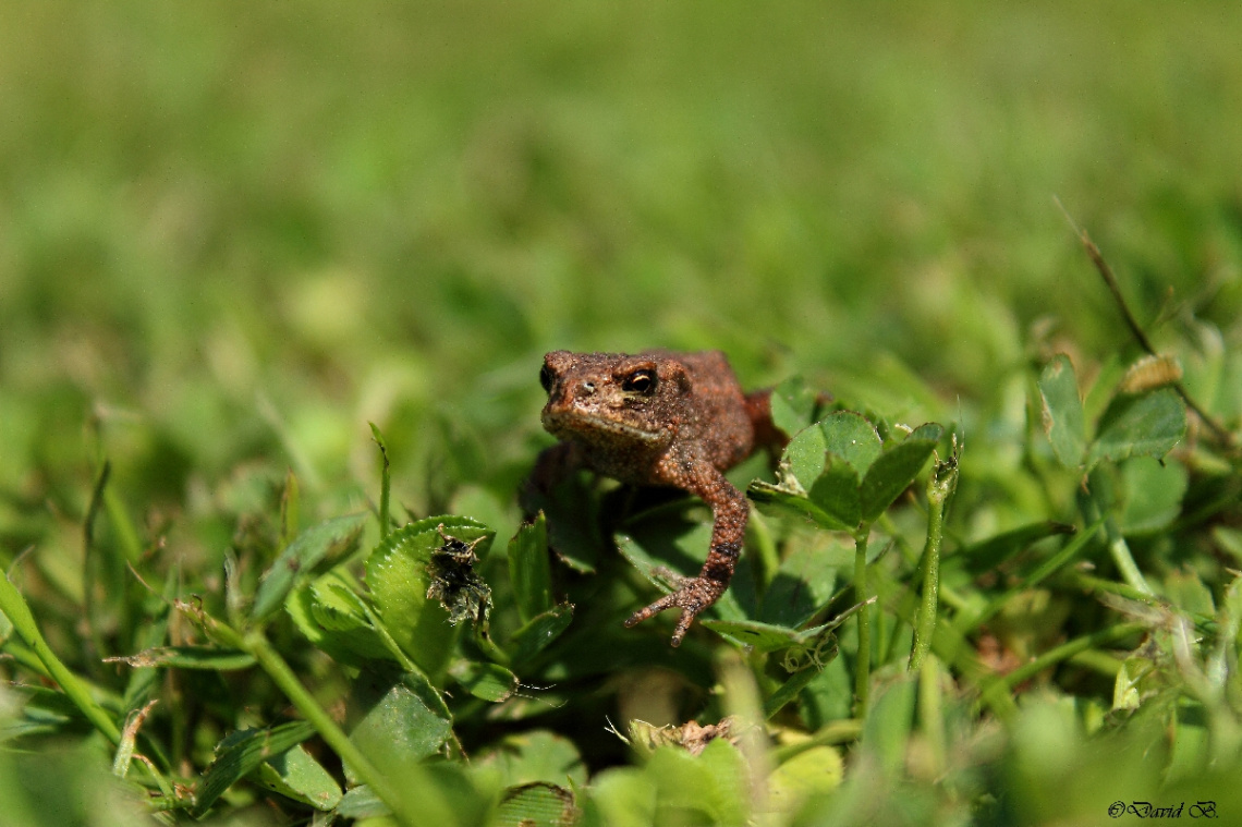 Crapaud