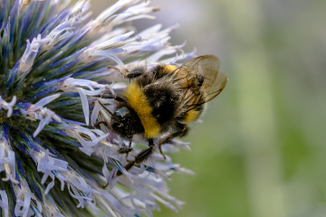 Bumblebee Taxi ;-)