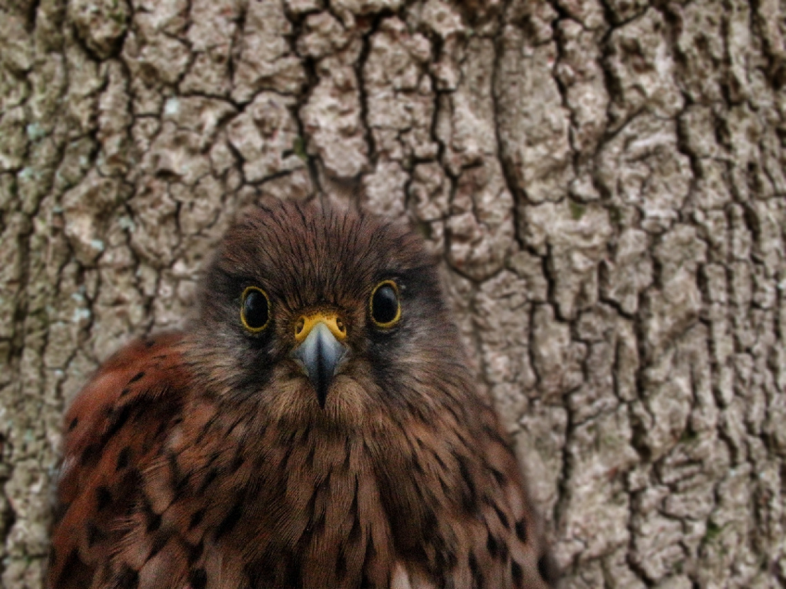 I am watching you...