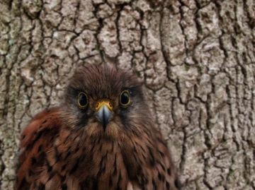 I am watching you...