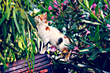 Kedi 
