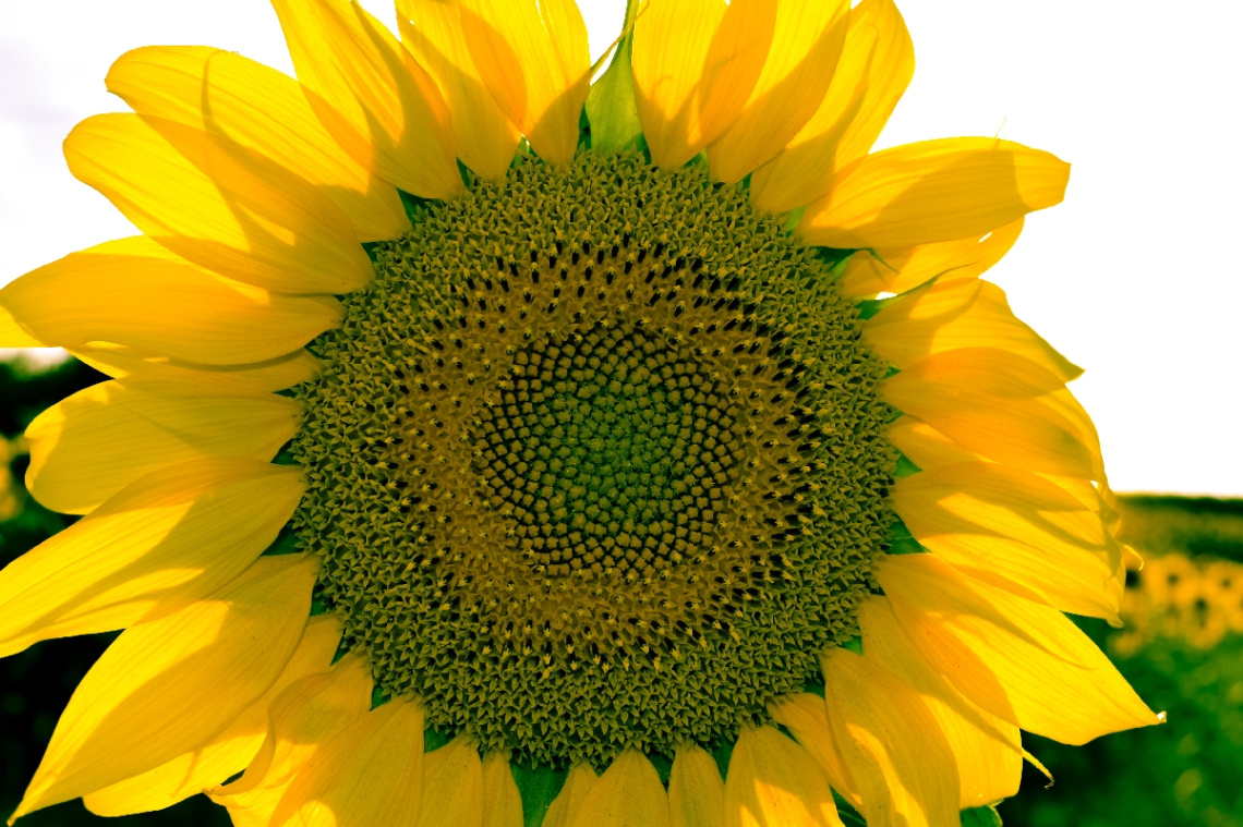 sunflower