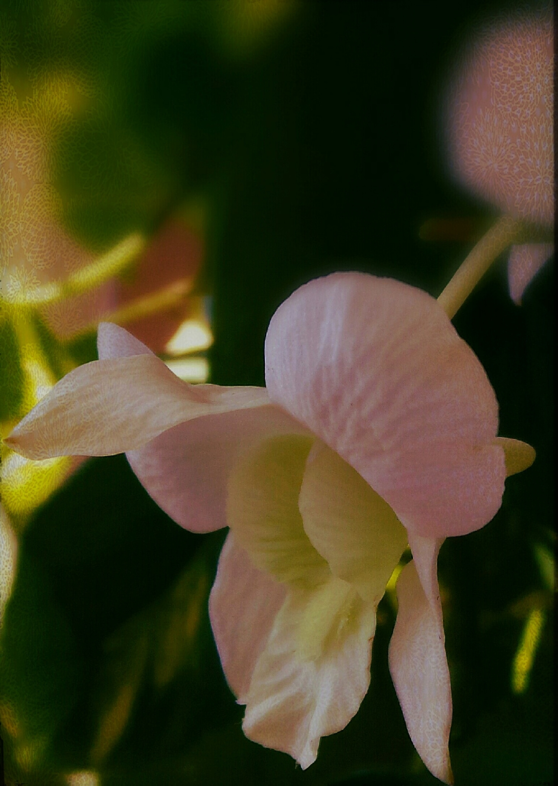 pink orchid 