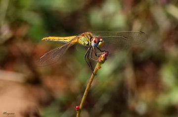 Yellow Dragonfly