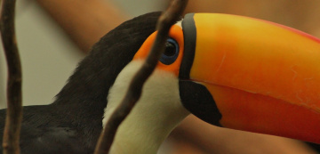  I Just Love Birds.