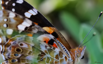 Close-up