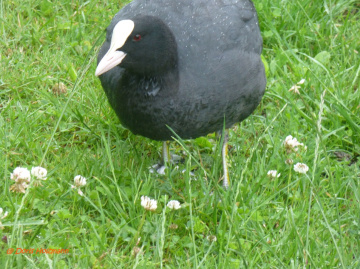 Blässhuhn