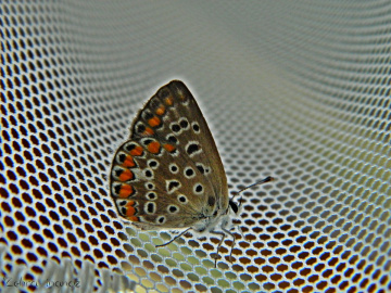 Küçük Kelebek 