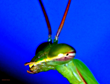 Mantis Detay - Peygamber Devesi 2