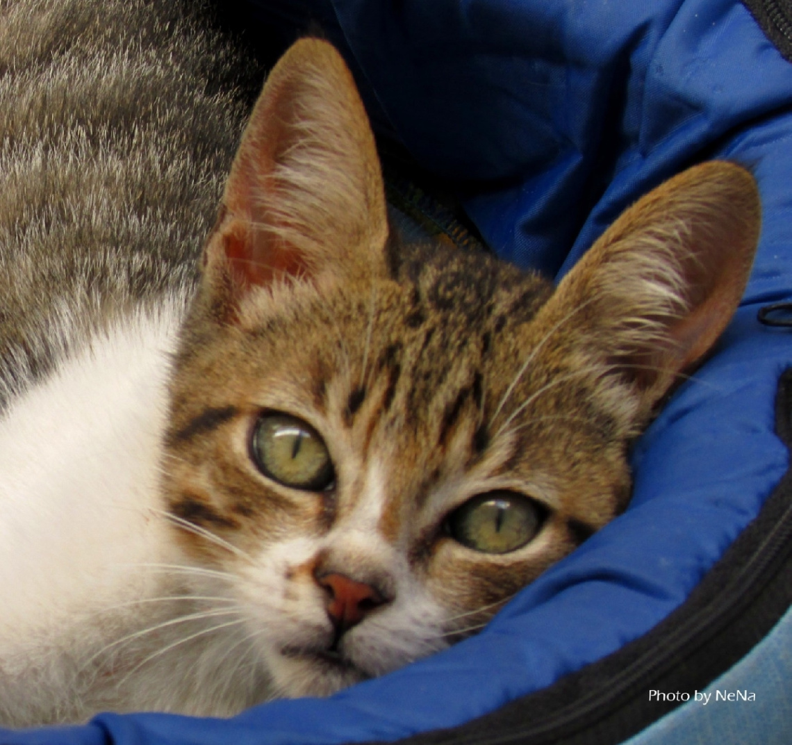 World day of the cat