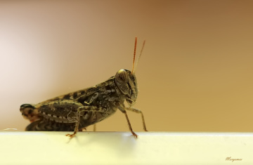 Grasshopper