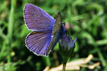 kelebek 3