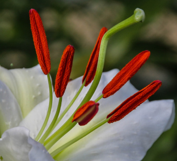 Lilium