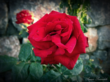 Canlı Kırmızı