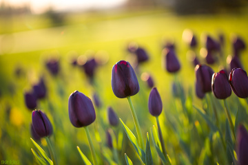 Tulips