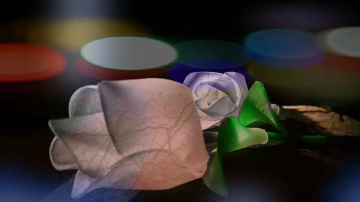 Color of life
