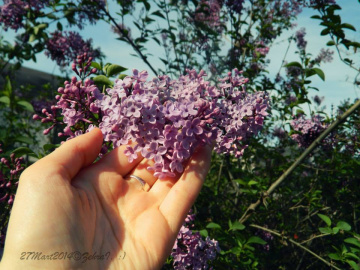 Kalp Şekli   Çiçek