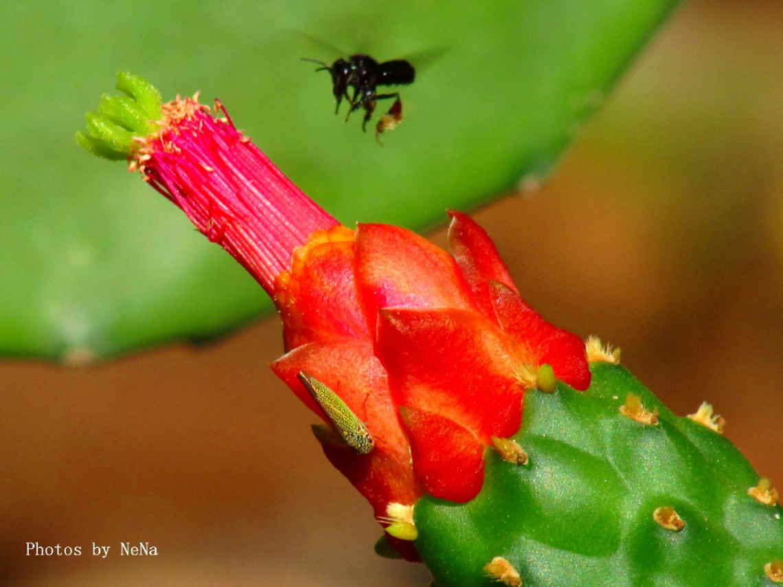 Cactus flower