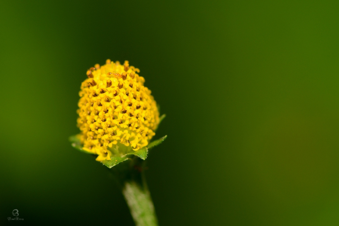 bud