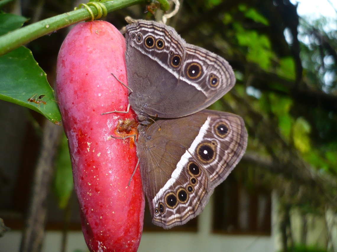 hungry butterflies