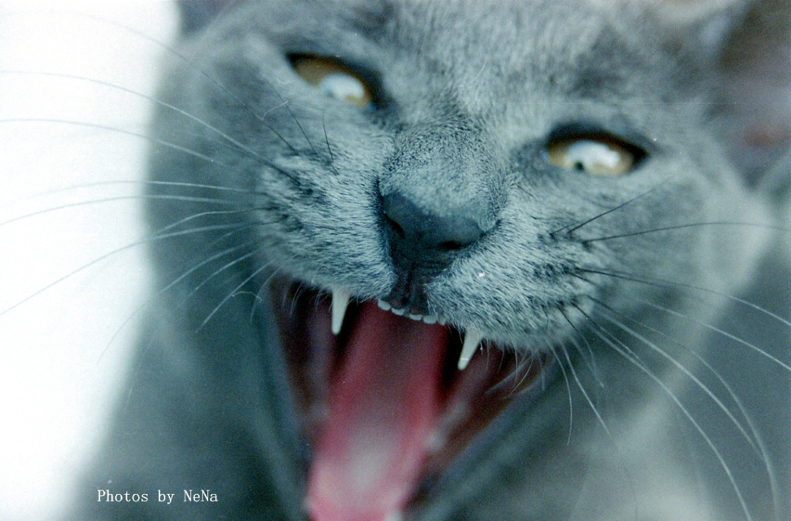 Felinos