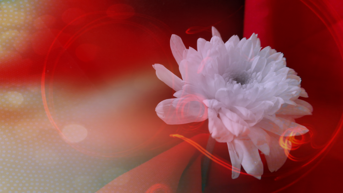Color Of Life II 